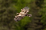 Young Bald Eagel