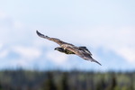 Young Bald Eagel