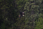 Bald Eagel Flying with Salmon