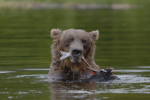 Small bear Eating Salmon
