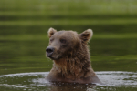 Small bear Looking For Salmon