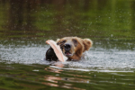 Small bear Eating Salmon