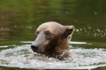 Small bear Looking For Salmon