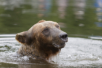 Small bear Looking For Salmon