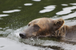 Small bear Looking For Salmon