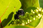 Bumble Bee