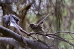 Song Sparrow