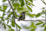 Myrtle Warbler