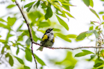 Myrtle Warbler