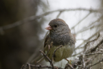 Dark-eyed Junco