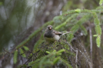 Dark-eyed Junco
