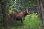 Female Moose