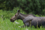 Young Moose In The Rain