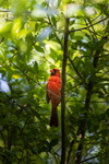 Red Cardinal