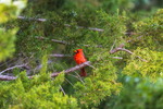 Red Cardinal