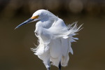 Snowy Egret