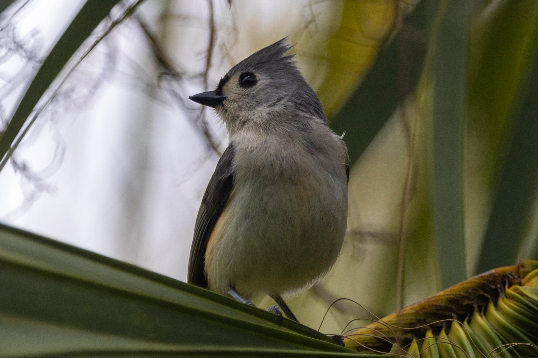 Tuffed Titmouse