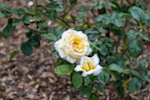 Washington Oaks Historic District Flower Guarden