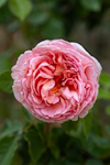 Washington Oaks Historic District Flower Guarden